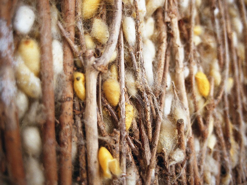 Visit Van Phuc silk village from Hanoi