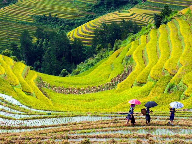 Amazing Mu Cang Chai 3 Days Tour - Private tour