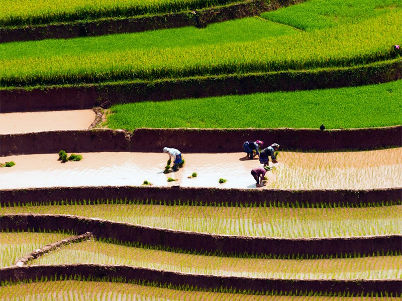 Amazing Mu Cang Chai 3 Days Tour - Private tour
