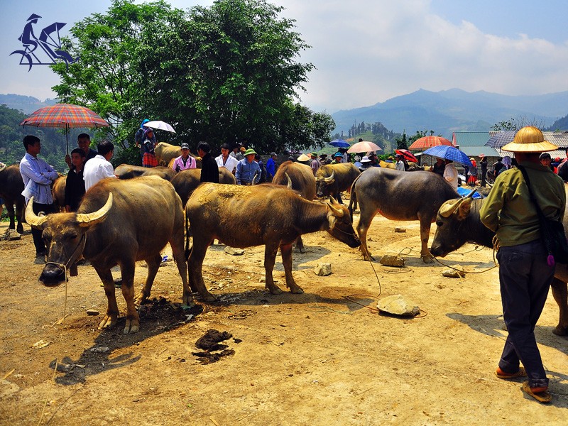 Best of North Vietnam 10 Days Tour - Private tour - 30% off