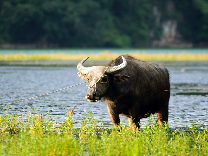 North Vietnam 6 Days Motorbike Tour - Private tour - 20% off